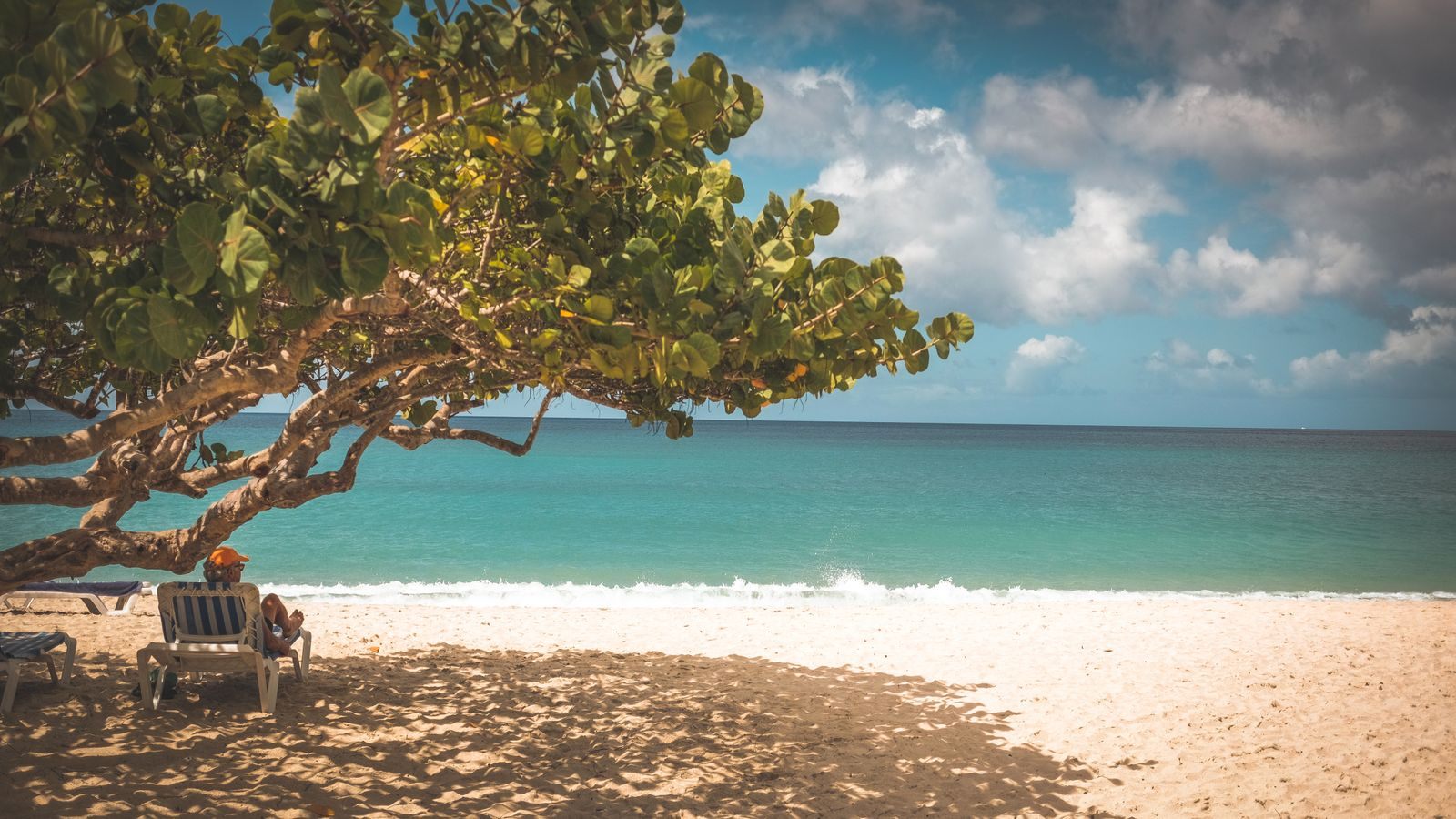 Shady tree on a quiet Grenada beach above turquoise water, a late-2026 cruise bargain setting